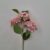 12-rosa antico
