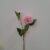 12-rosa antico